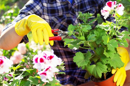 Professional hedge trimming service in Cleaners E15