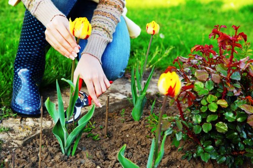 Professional cleaning services in Willesden